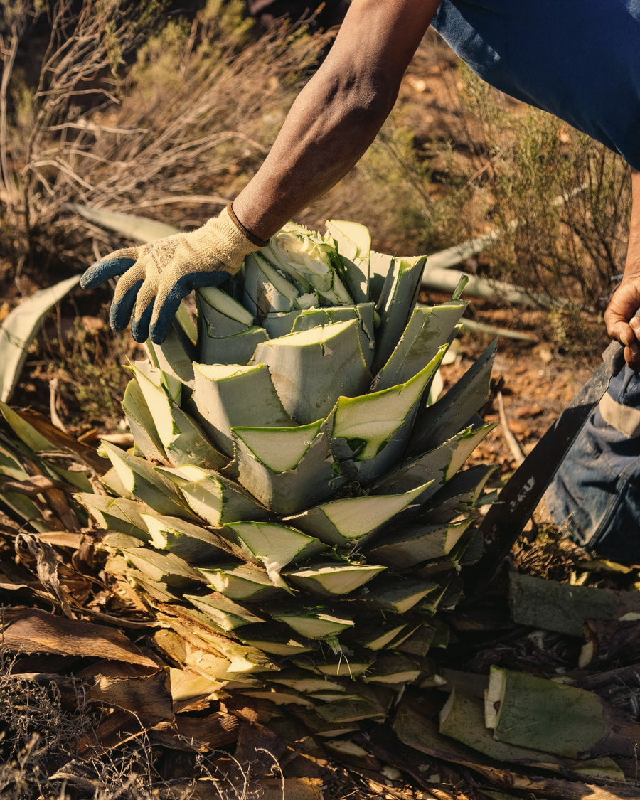 A wild red agave being harvested by hand