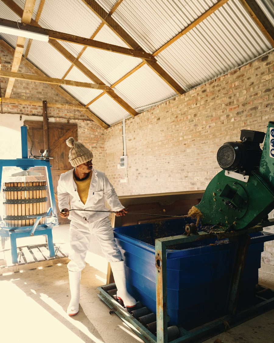 Pressing cooked agave in the production room