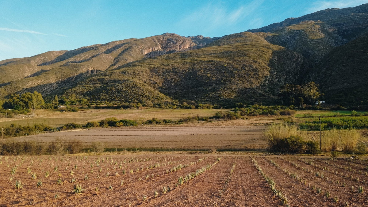 Agave fields planted in a Klein Karoo valley