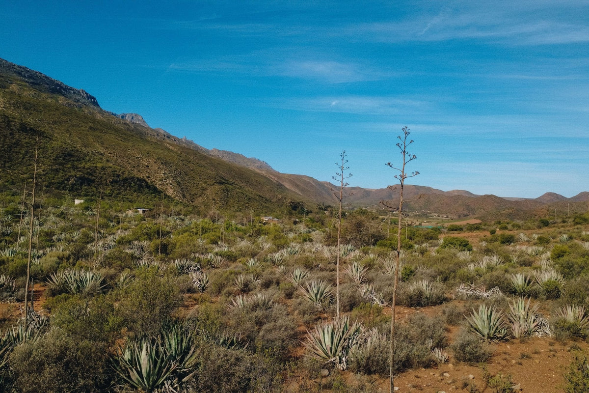 Wild agaves in a remote Klein Karoo valley