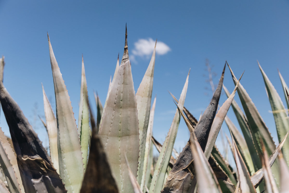 Agave leaves against a Klein Karoo sky